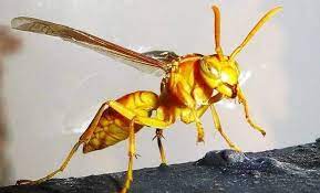 Wasp Bites There Will Be Swelling In The Internal Organs 2023