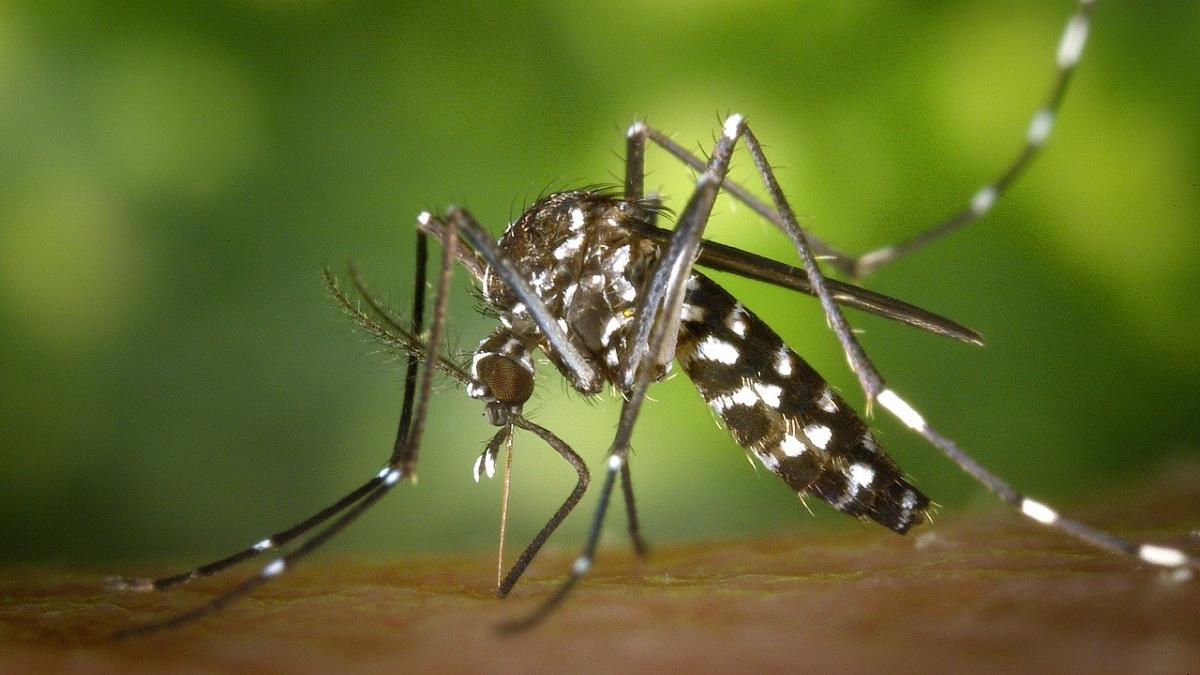 What Time Does Dengue Mosquito Bite The Most