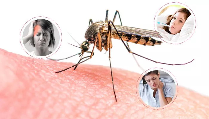 What Time Does Dengue Mosquito Bite The Most